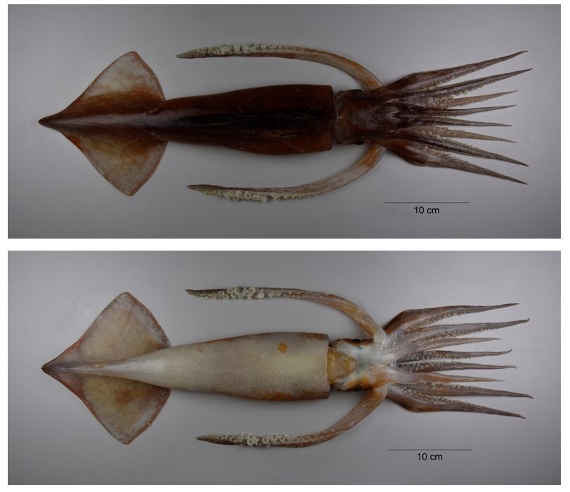 Dorsal and ventral view of the New Zealand Arrow squid. 