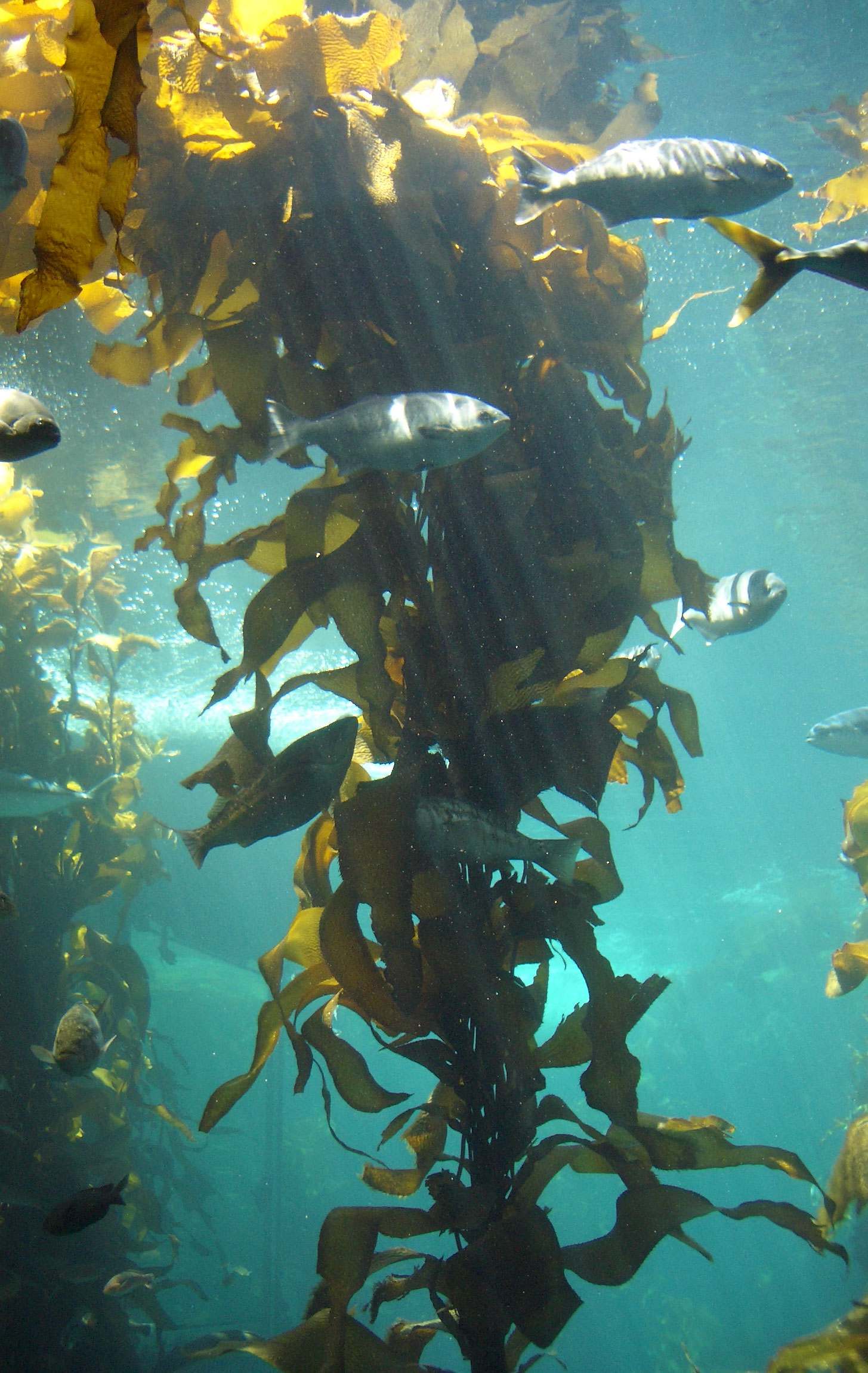 LEARNZ: Seaweed: An ocean of opportunity! — Science Learning Hub