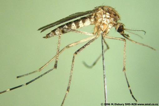 A Southern saltmarsh mosquito specimen. 