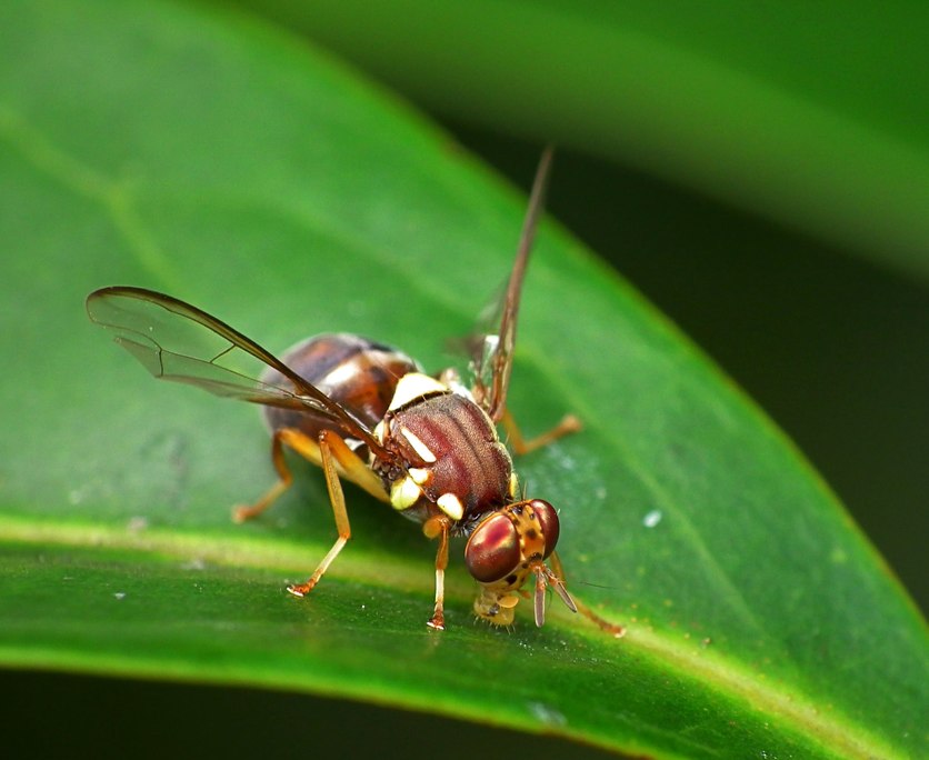 A Queensland fruit fly on a leaf.