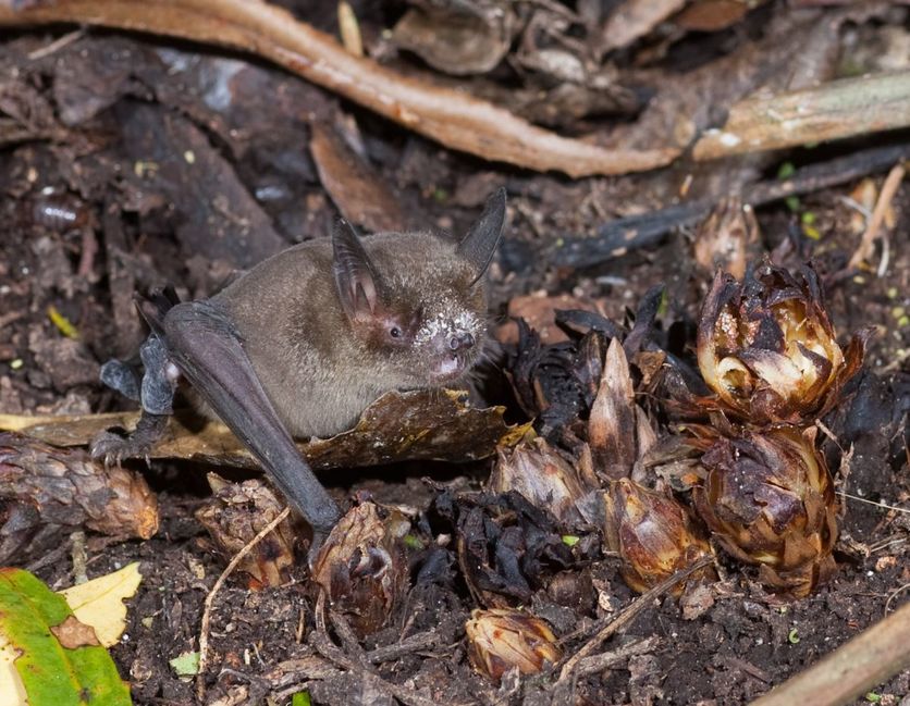 A NZ short-tailed bat eating dactylanthus on the ground. 