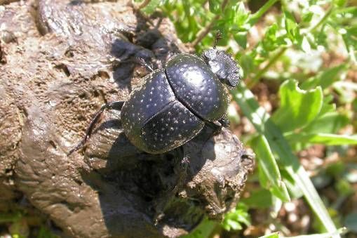 A dung beetle on top of its dung.