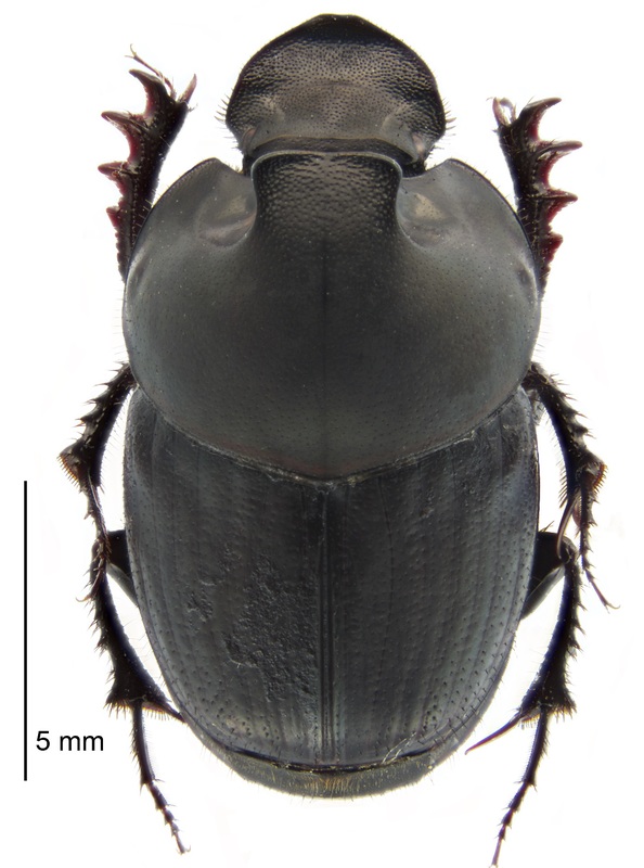 Dung beetle (Onthophagus binodus) on white background