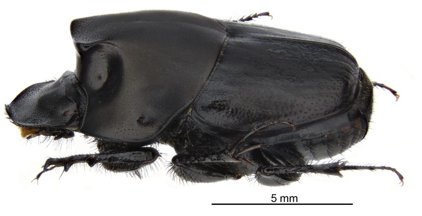 Side view of dung beetle/Onthophagus binodus with scale measure