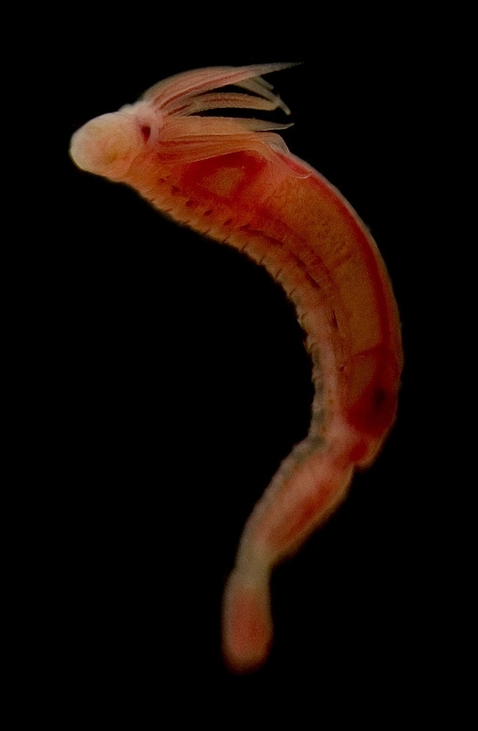 Methane-seep worm out of its tube head at top and tail at bottom