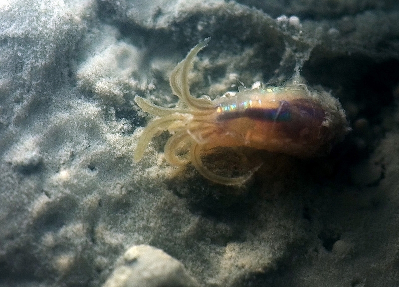 A polychaete in its natural state underwater.