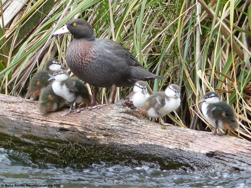 Blue duck/whio mother and ducklings on a tree trunk by river.