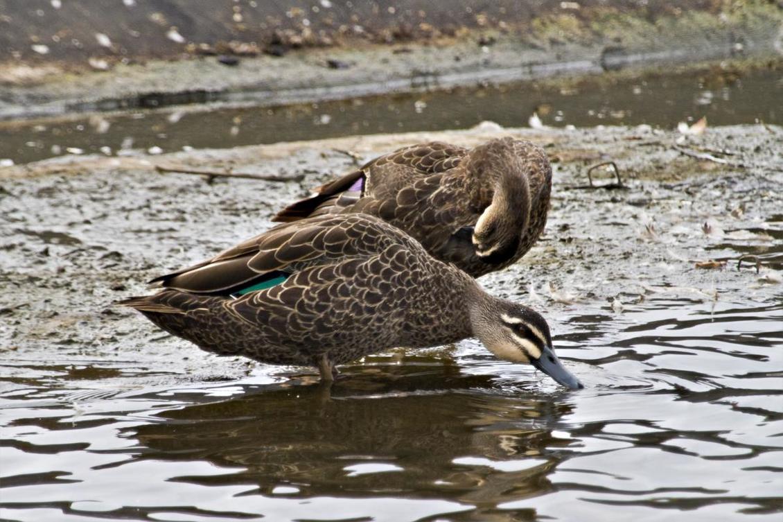 A grey duck/pārera and a mallard on water's edge Tauranga, NZ.