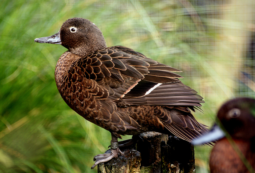 South Island brown teal/pāteke (Anas chlorotis) New Zealand duck