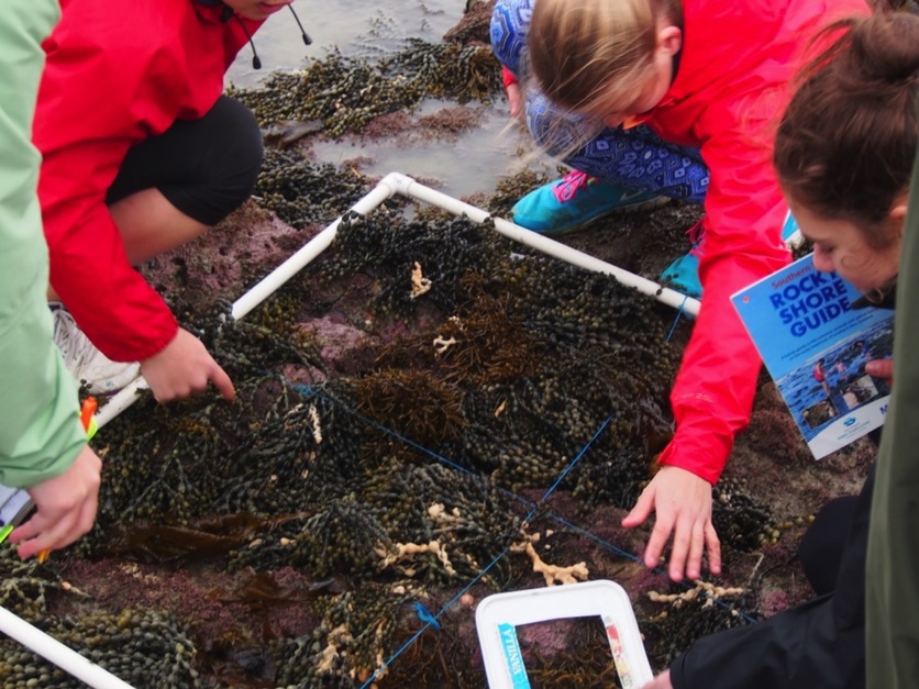 Students using a quadrat to measure marine species and abundance