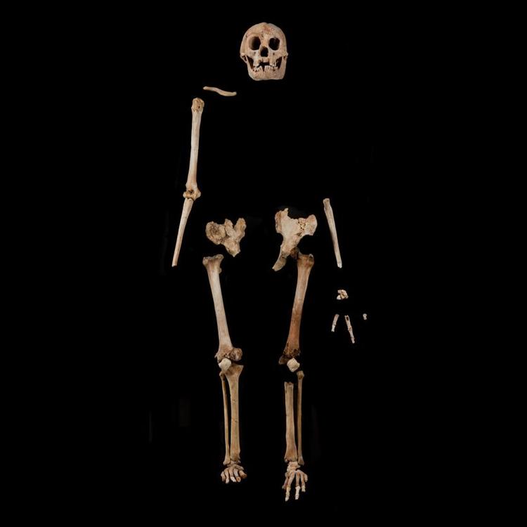 The most complete example of Homo floresiensis skeleton.