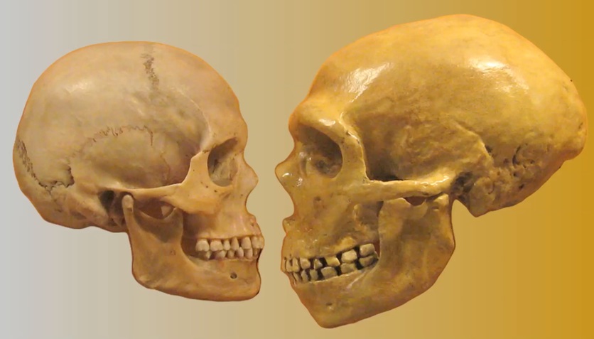 Skulls of Homo sapiens (left) and Homo neanderthalensis.