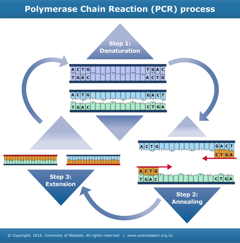The 3 steps of PCR – denaturation, annealing and extension. 
