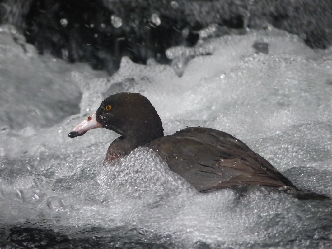 A whio / blue duck swimming in a river.