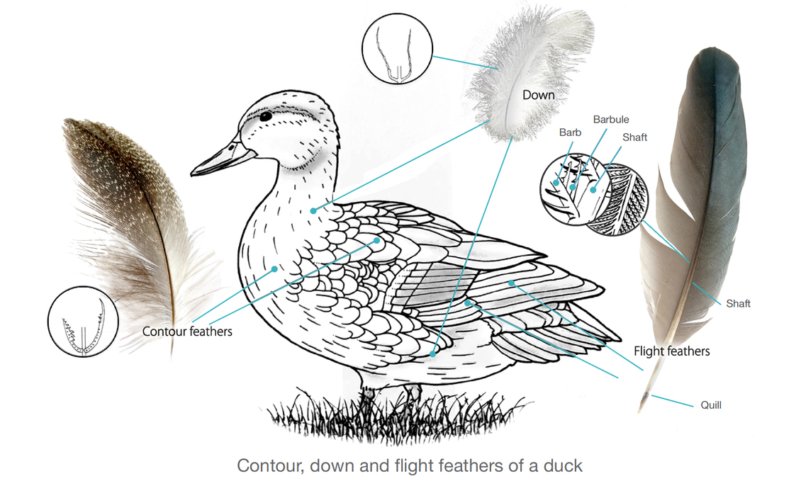 Diagram of whio duck and their 3 main types of feathers.