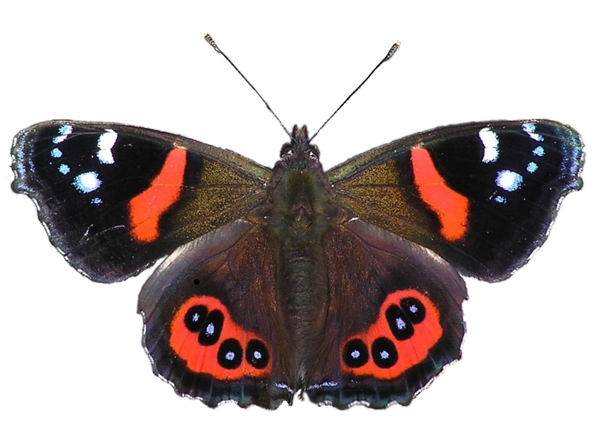 Red admiral (Vanessa gonerilla) on white background.