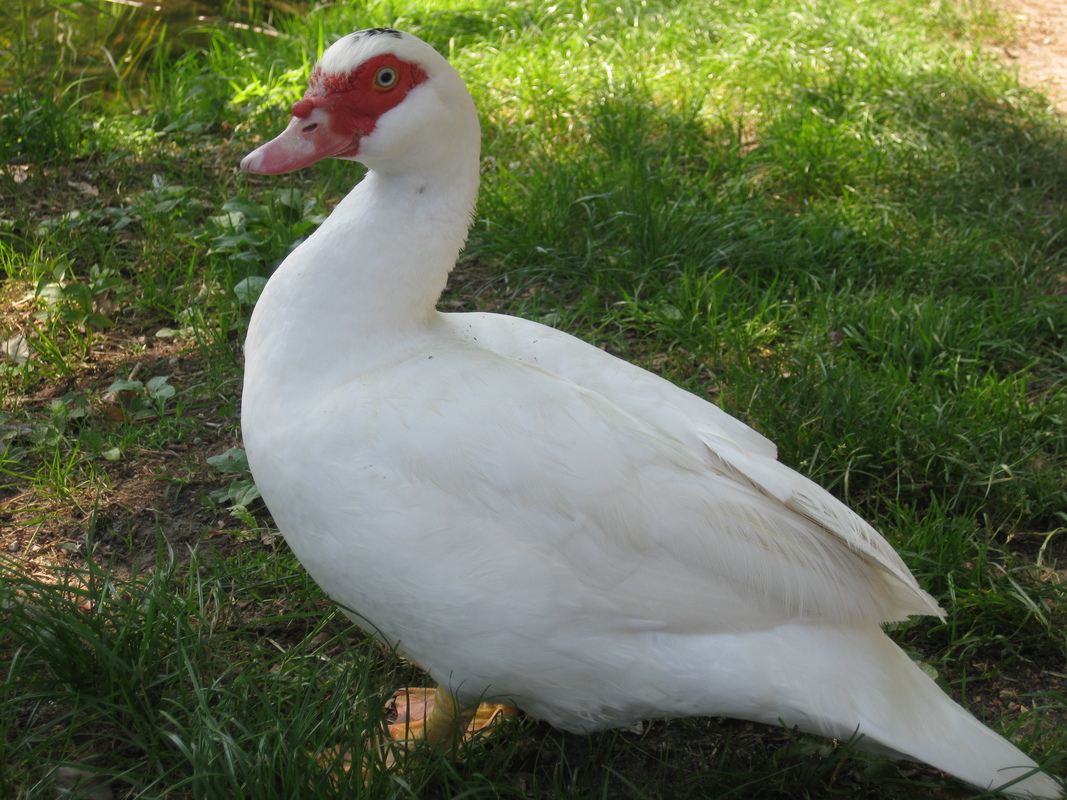 A muscovy duck (Cairina moschata) on grass.