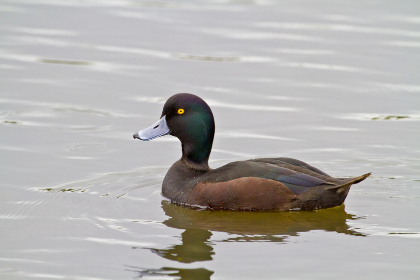 New Zealand scaup/pāpango (Aythya novaeseelandiae) on water