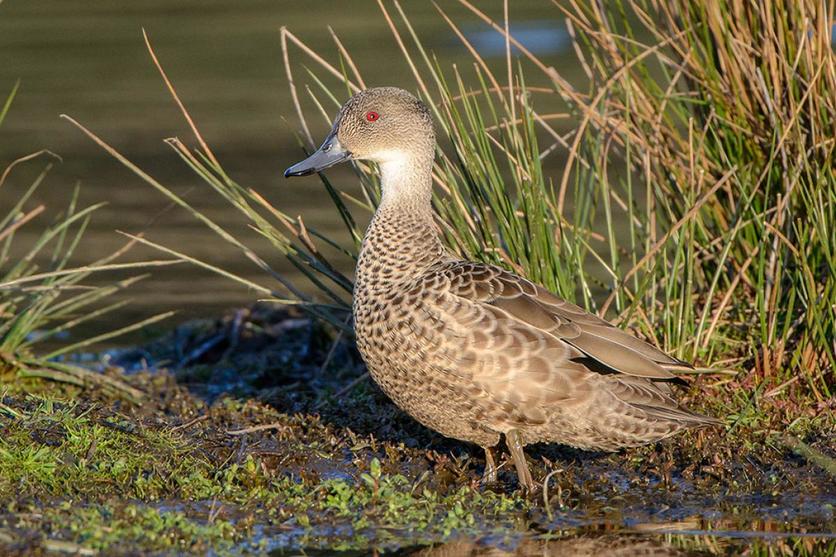 An adult grey teal/tētē (Anas gracilis) by Lake Okareka, NZ.