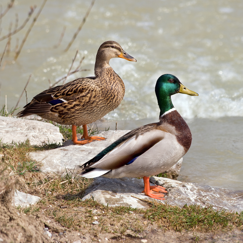 Male and female mallard (Anas platyrhynchos) ducks on rocks.