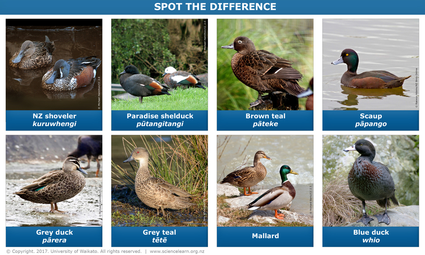 Eight duck species found in New Zealand.