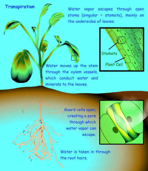 Poster showing transpiration process in plants. 