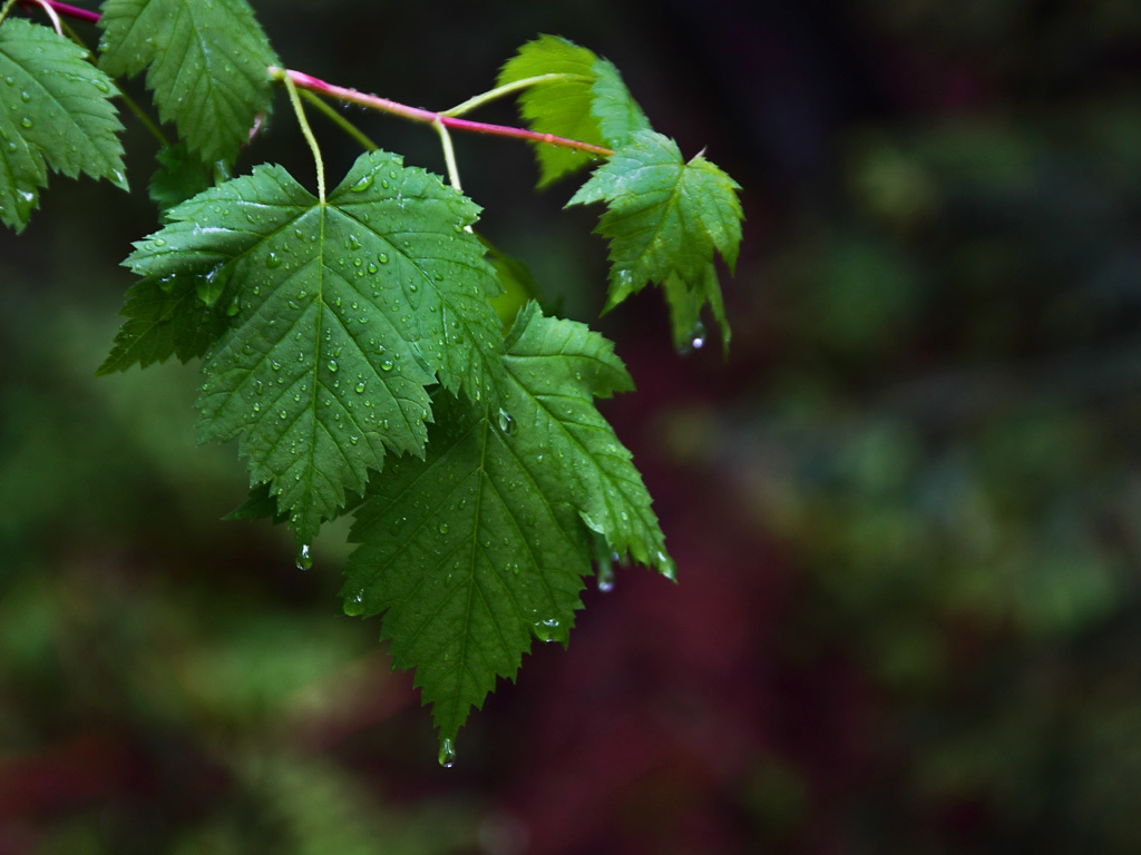 Water droplets on leaves on wet green leaves. 