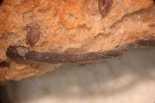 A mouse tail hangs out of a loaf of fruit bread.