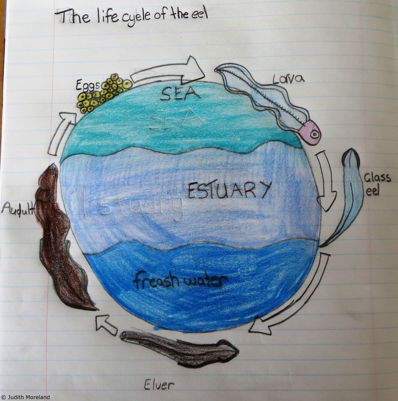 Student's poster of the Eel's life cycle.