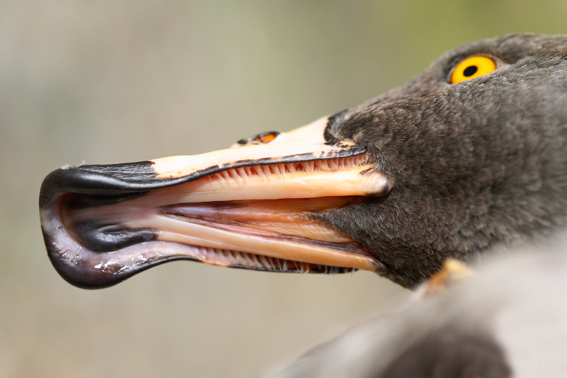Looking up at a whio's (duck) lips.