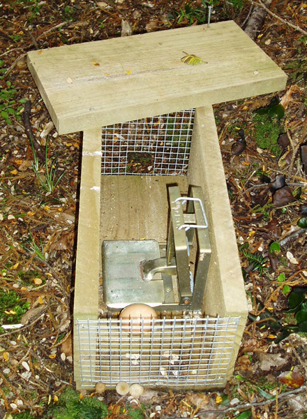 A wooden and wire pest trap baited with an egg outside.
