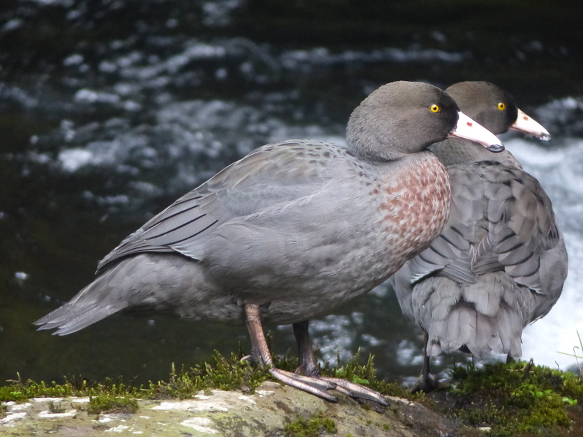 Whio/Blue duck pair on banks of a river.