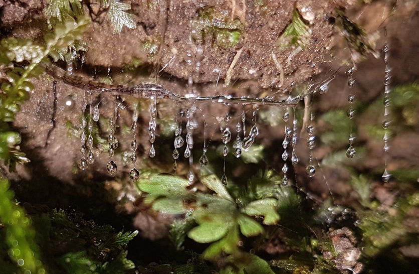 Glow-worm larva suspended in its hammock-like mucous tube.