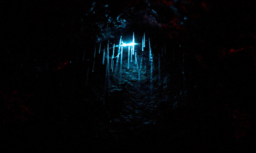 Glowworm (Arachnocampa luminosa) in a cave in New Zealand.