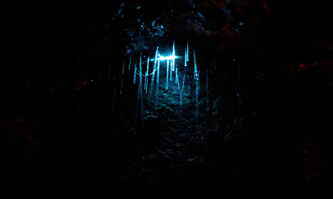 Glowworm (Arachnocampa luminosa) in a cave in New Zealand.