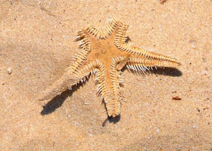 Sea stars (starfish) endoskeleton on sand.