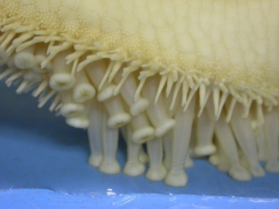 Close up of a sea stars (starfish) tube feet.