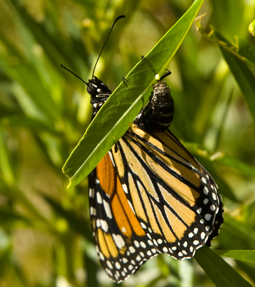 Female monarch butterfly laying eggs on milkweed leaf underside.