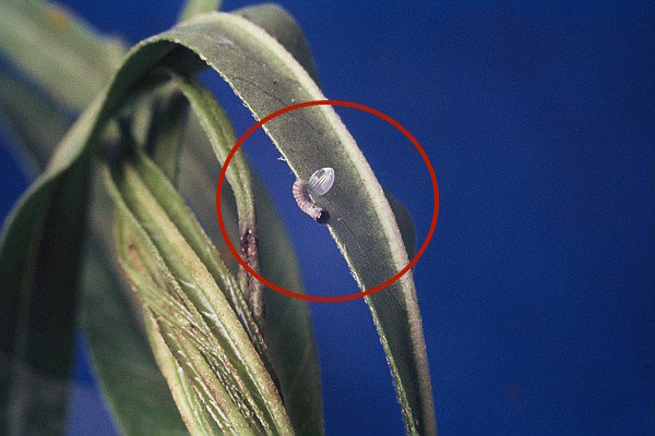 Monarch butterfly Eclosion (hatching) on a plant.