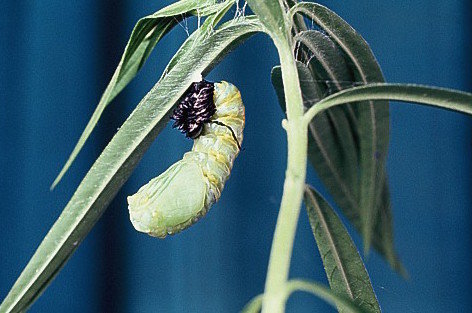  A monarch larva moulting leaving it's exoskeleton