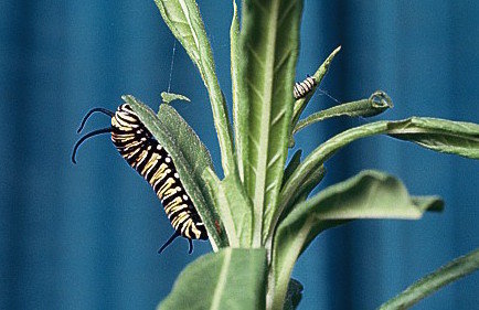 Monarch butterfly larva on a plant.
