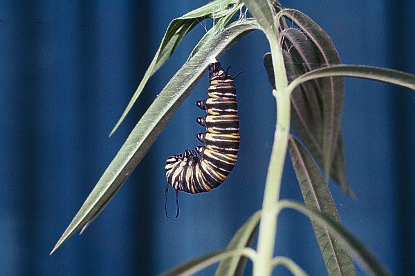 Monarch butterfly Pre-pupa silk mat - larva’s 5th + final moult.