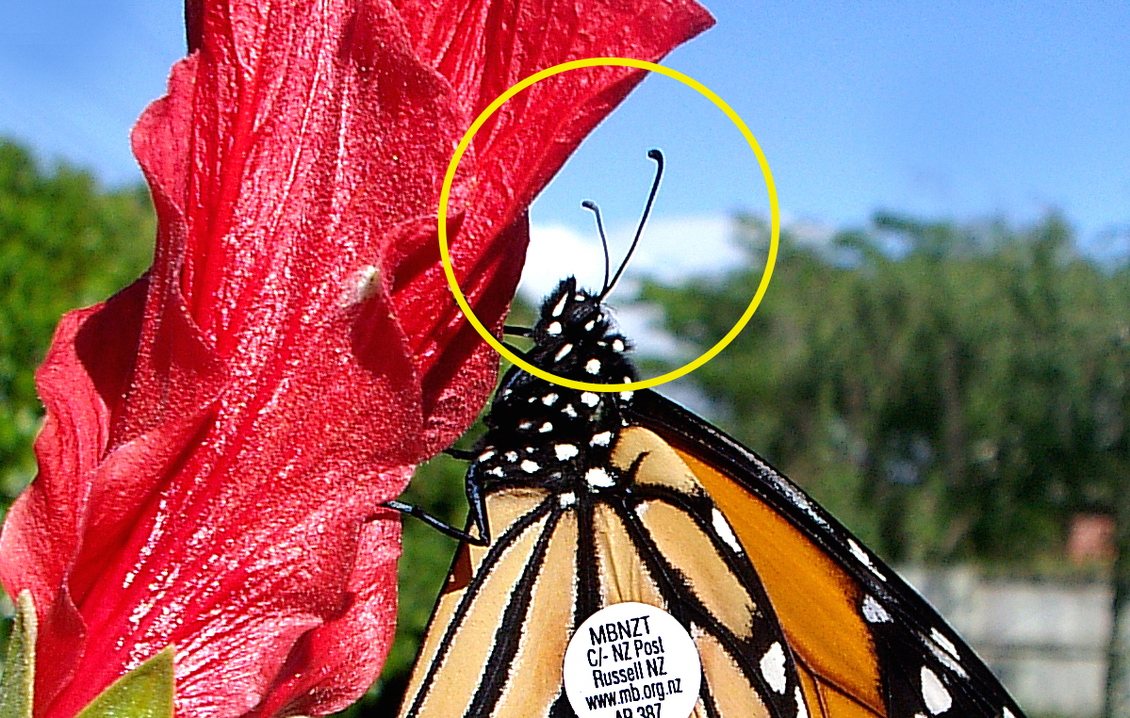 Adult monarch butterfly's antennae circled. On a red flower.