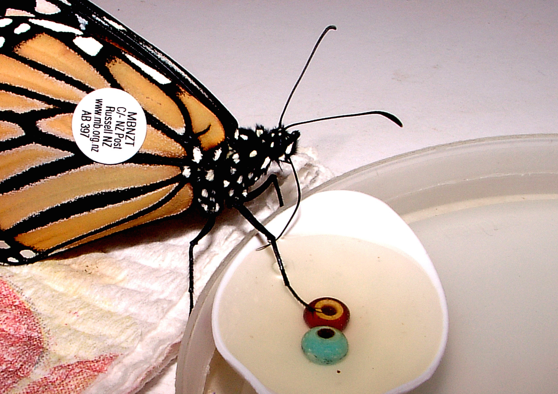 Tagged monarch butterfly using feet to taste nectar.