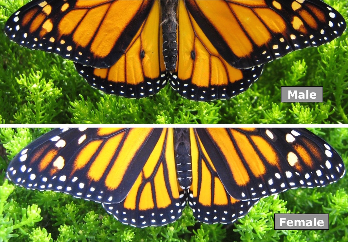 Difference between male and female Monarch butterfly wings.