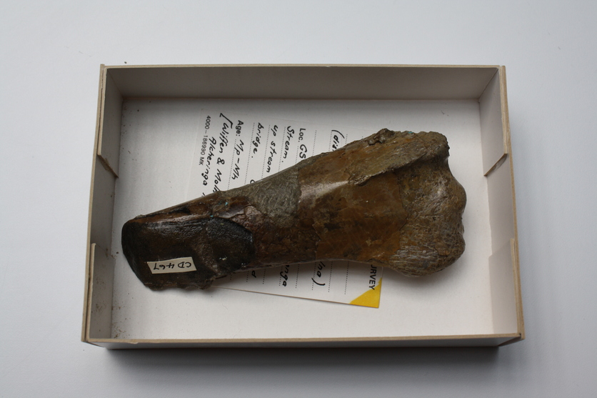 Pterosaur fossil, ulna bone found at Mangahouanga, New Zealand