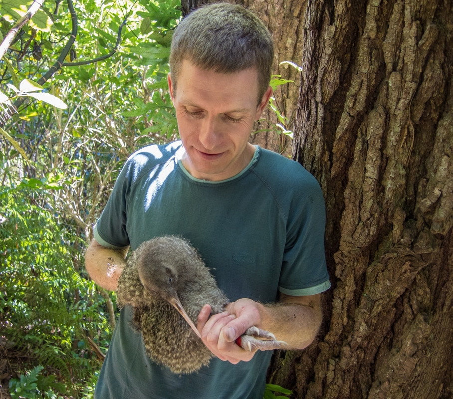 Dr Andrew Digby holding a kiwi pukupuku at Zealandia sanctuary.