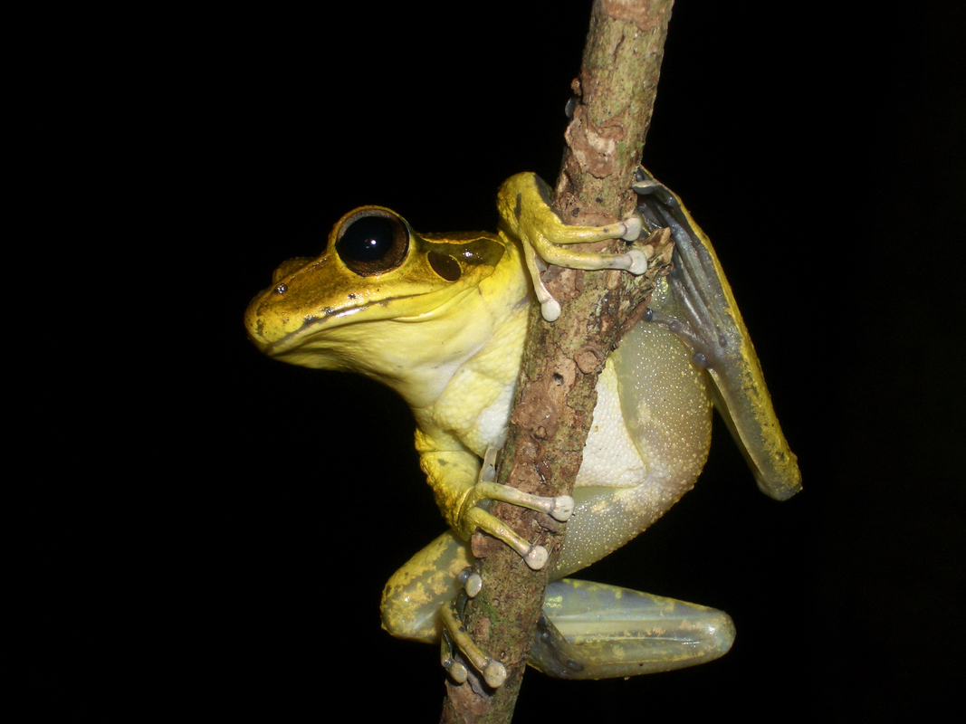 Stoney Creek frog (Litoria lesueuri) on branch on black backgrd