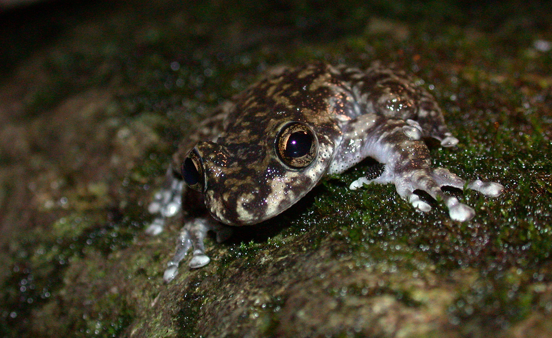 Close up on endangered waterfall frog (Litoria nannotis)