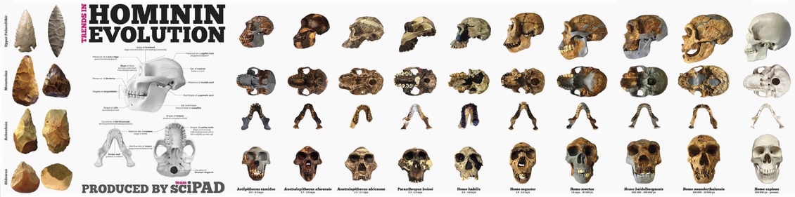sciPAD’s large banner showing hominin skull evolution.